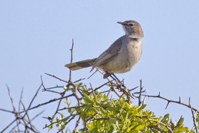 Erythropygia coryphoeus